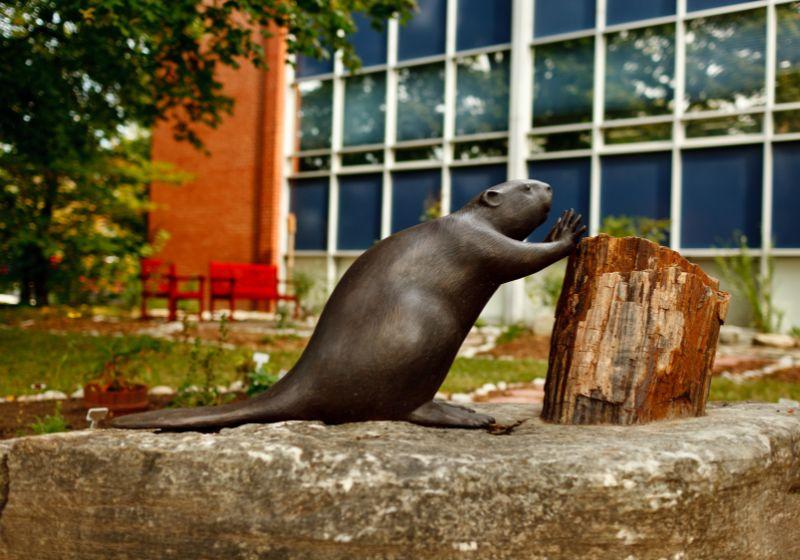 indigenous student centre beaver statue