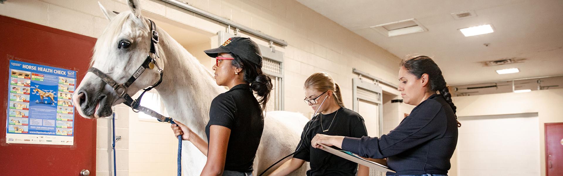 Equine Management Major