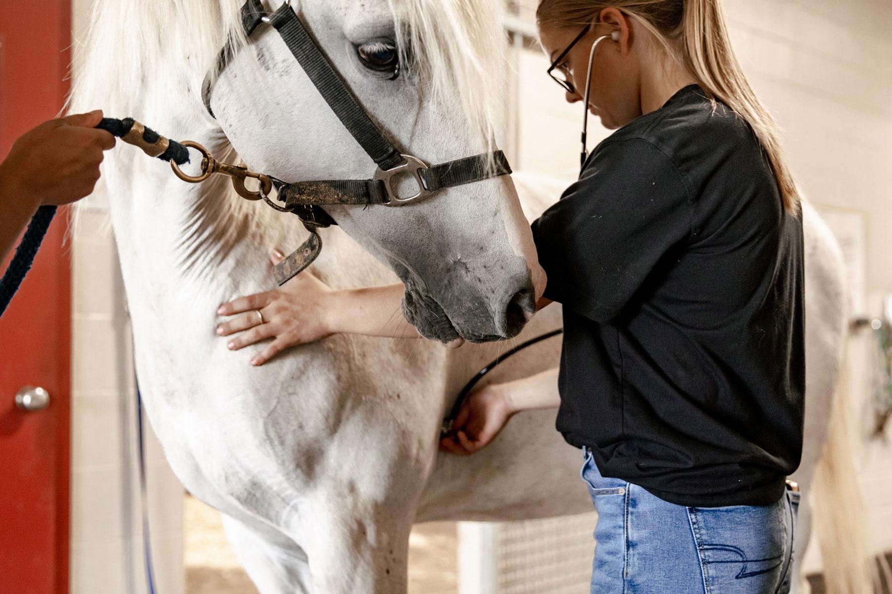Female student listens to horse with stethoscope; horse's head turned toward student