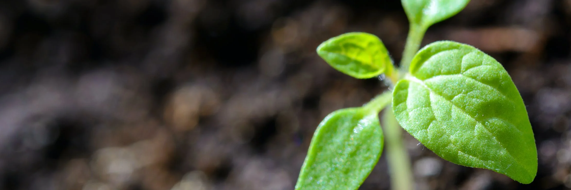 photo of a leaf growing in soil