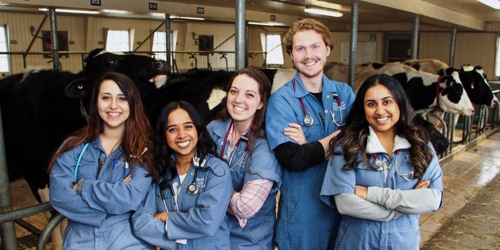 Five vet students standing in a barn together smiling for the camera with cows behind them.