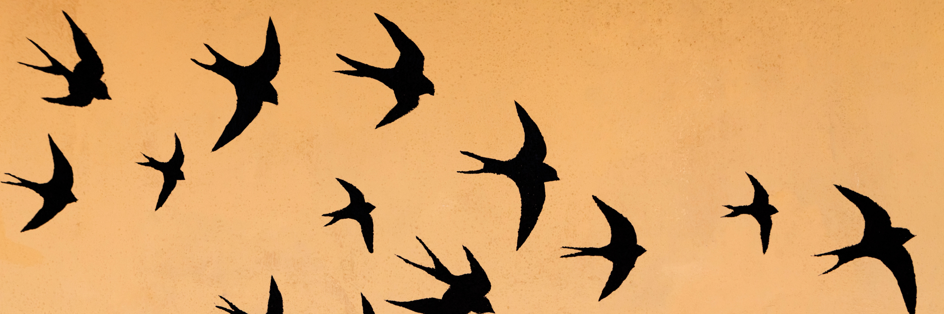swallows 