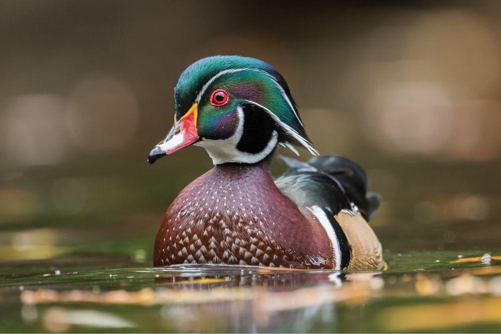 Wood duck