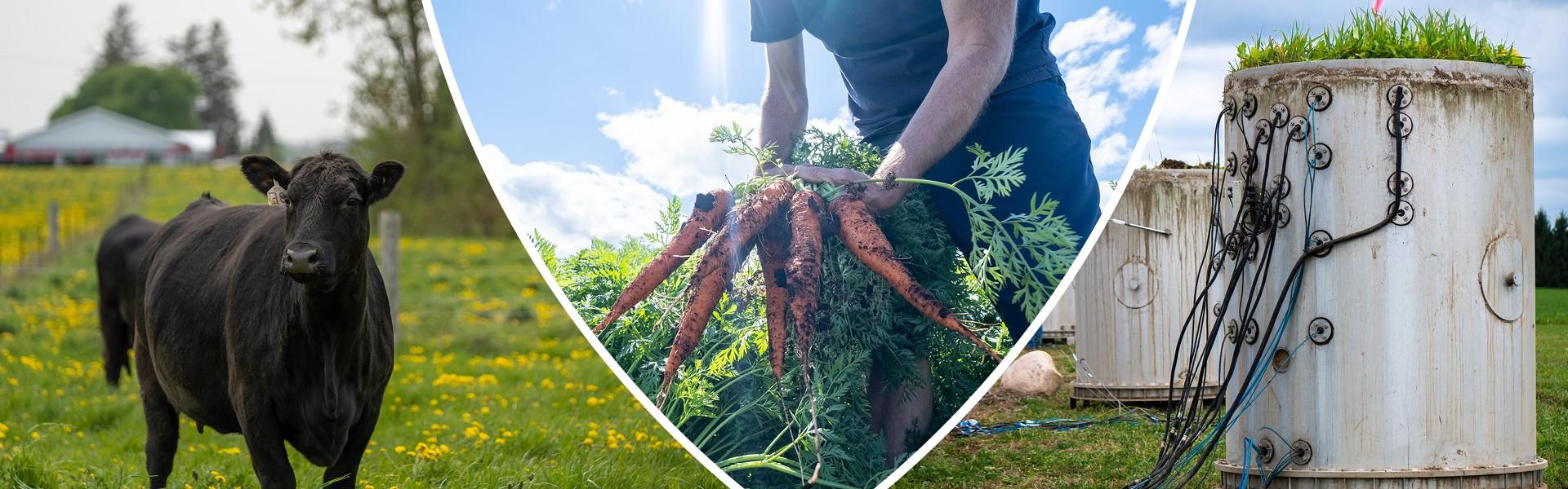 A college of three photos including a black cow, person holding carrots, and a soil machine.