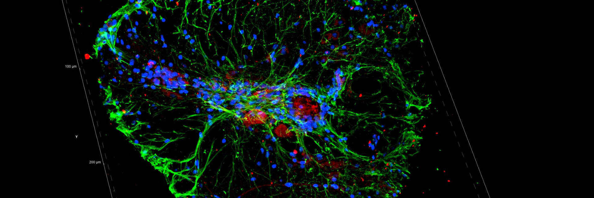 Image of 3D snapshot of zebrafish spinal chord