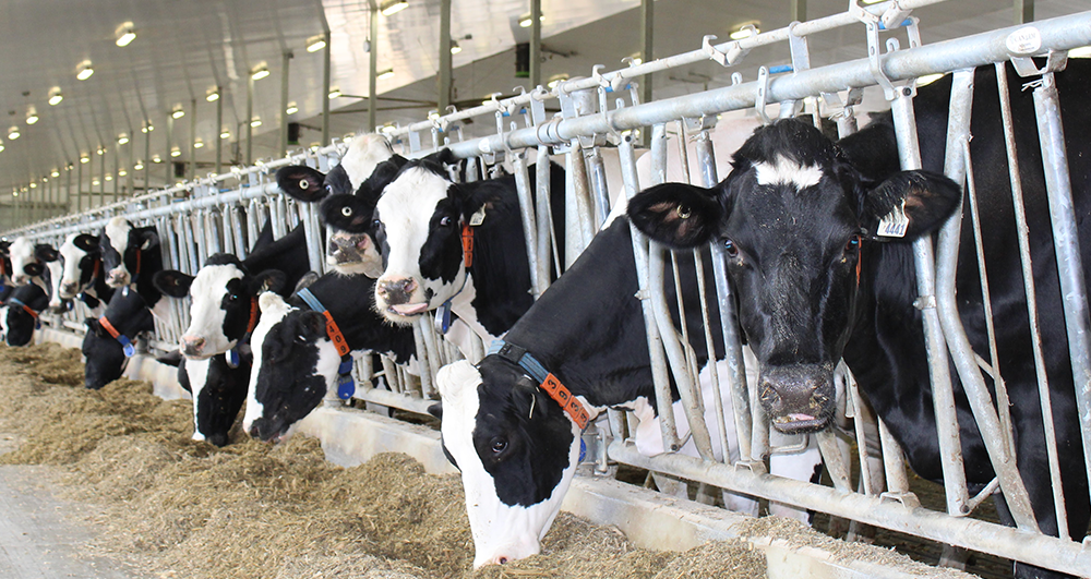 cows in a row, feeding