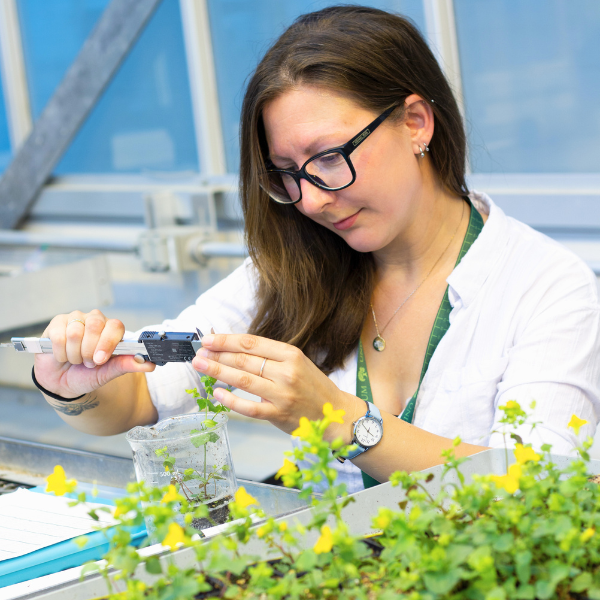 Hannah Brazeau in the Phytotron