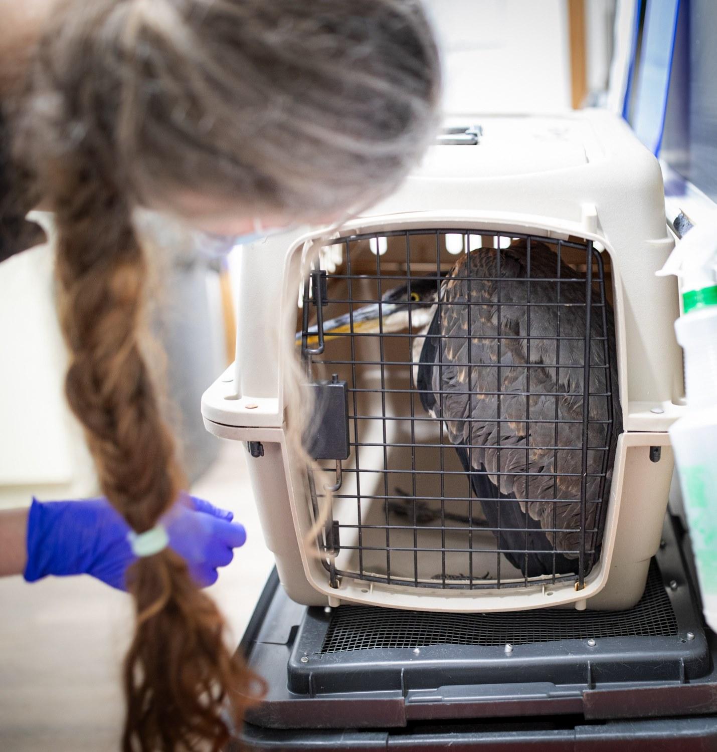 Nellissa Stalenhoef looks at heron in cage