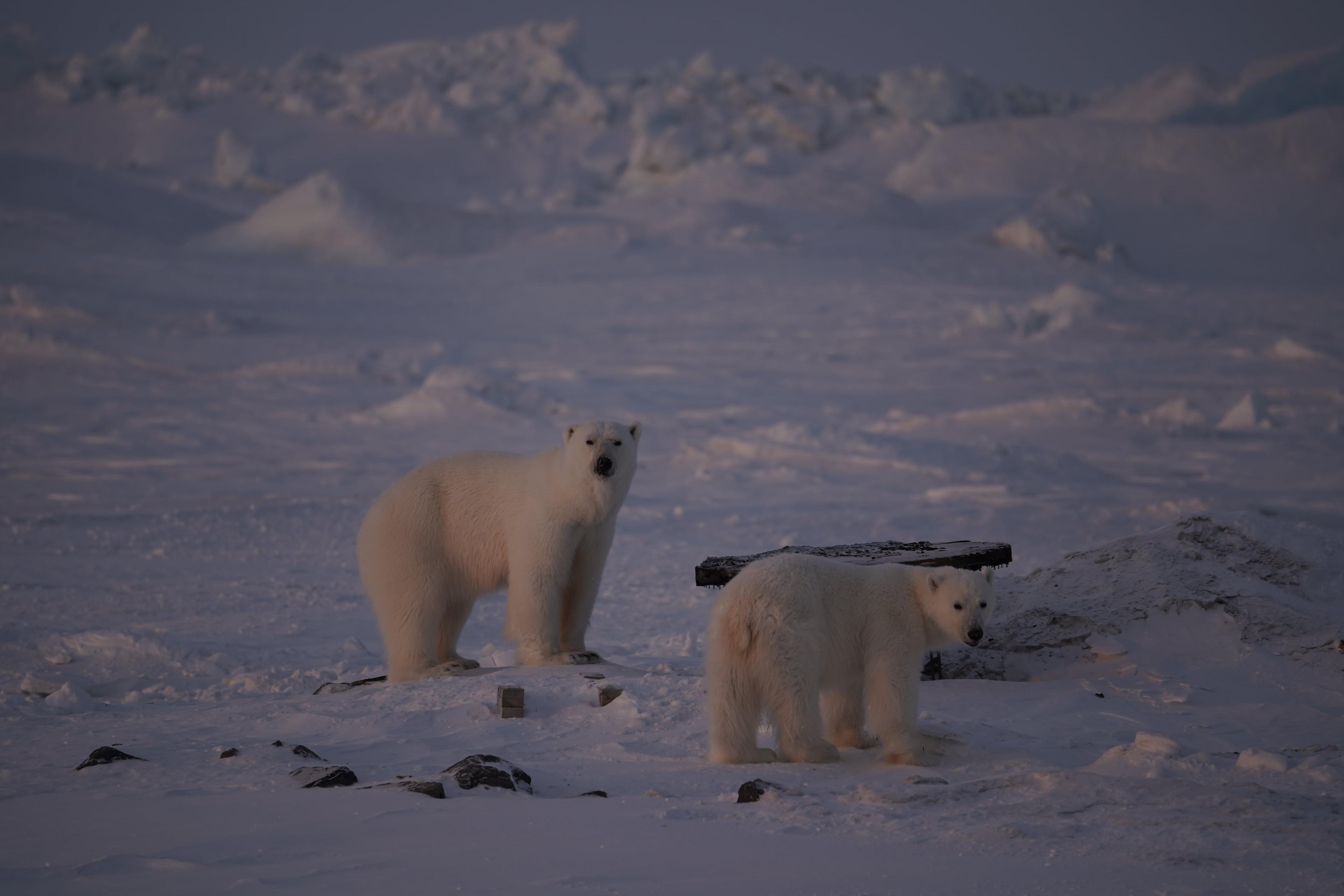 A polar bear and its cub