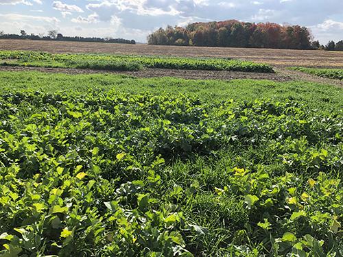A field of leafy green crops. 