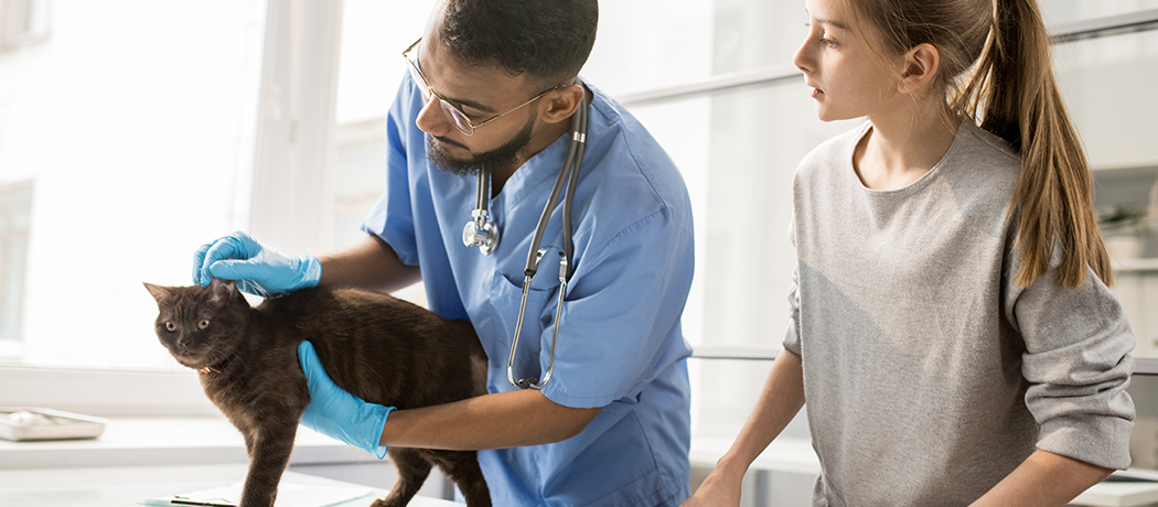 a vet tech inspecting a cat with its owner looking on