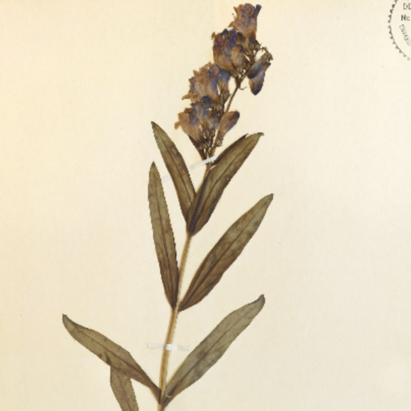 A plant with leaves and flowers