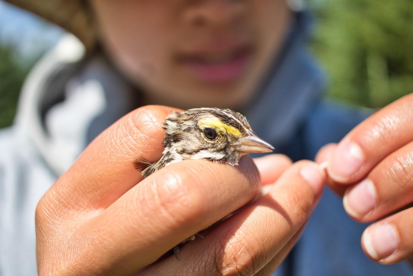 Researcher holding a sparrow