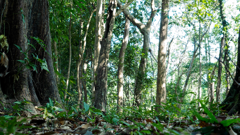A forest filled with green trees and leaves