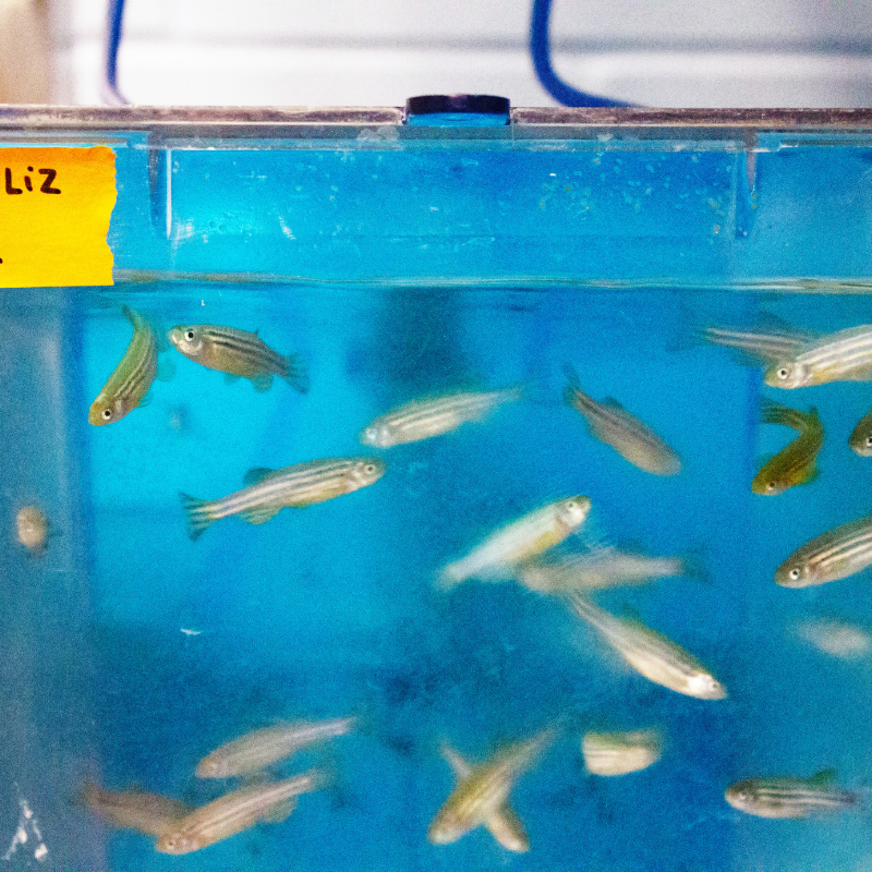 Several fish swimming in a tank.