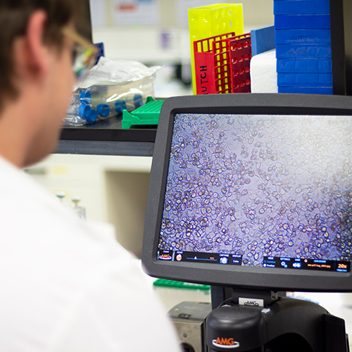 Student looking at microscopic image