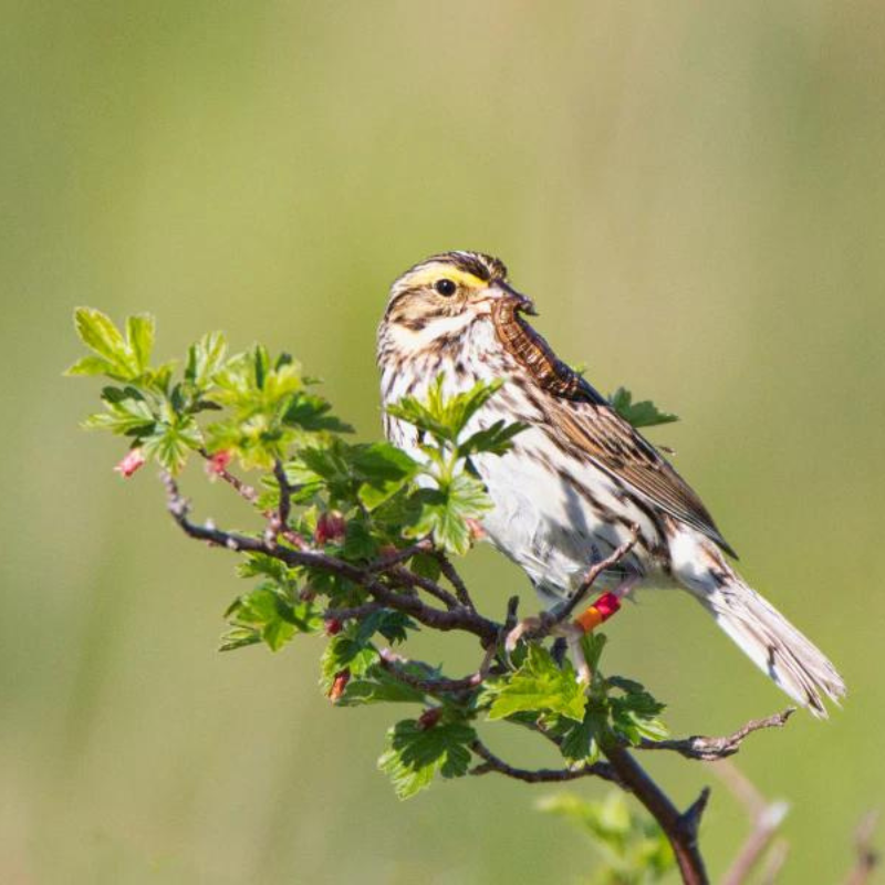 A bird resting on a branch surrounded by vibrant green leaves.