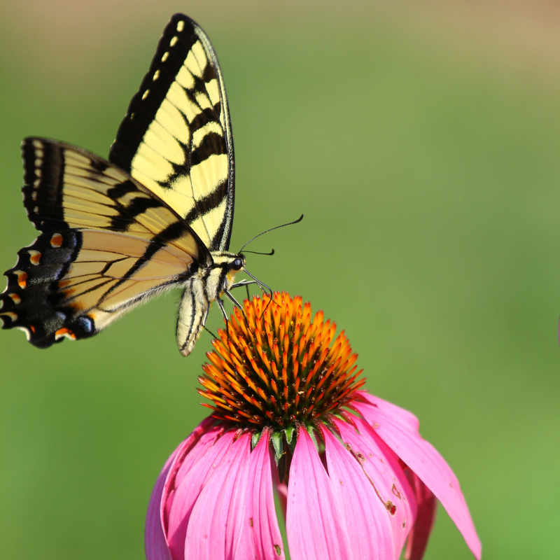 Vibrant butterfly on a pink flower.