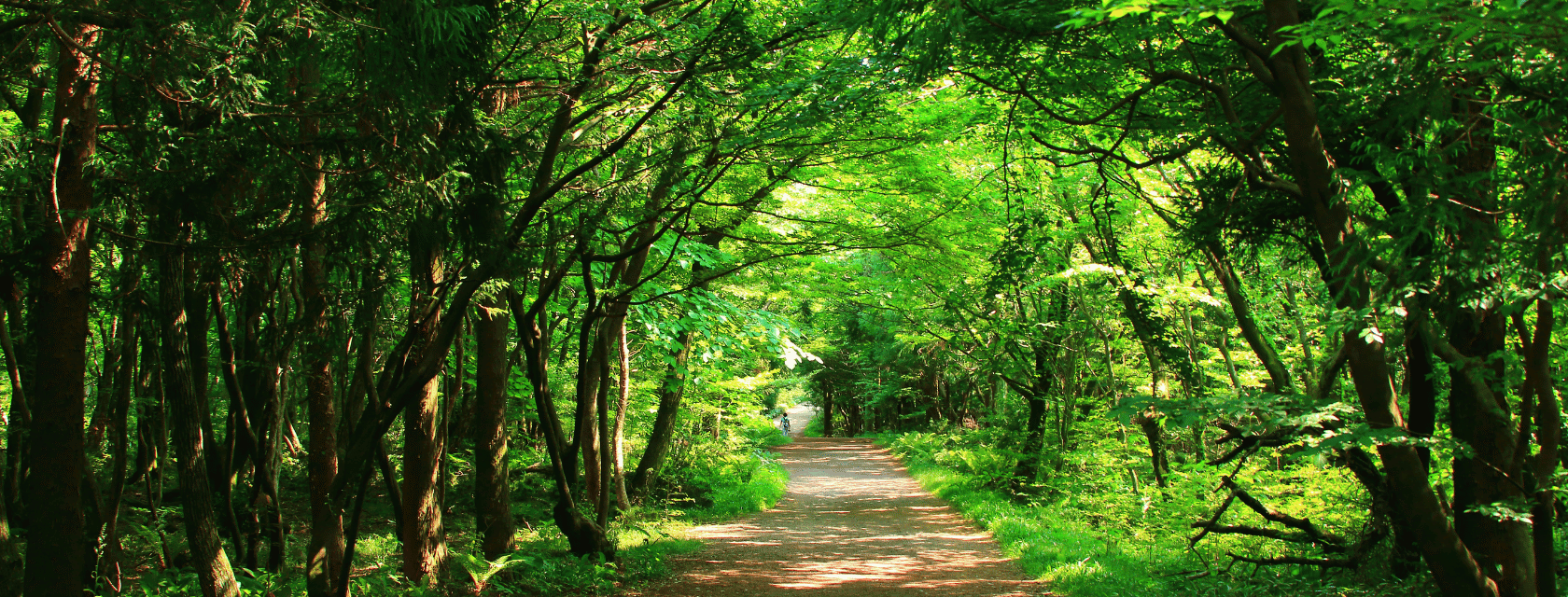 A forest filled with trees.