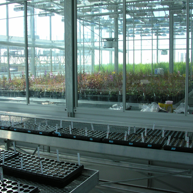 A row of green plants in a greenhouse.