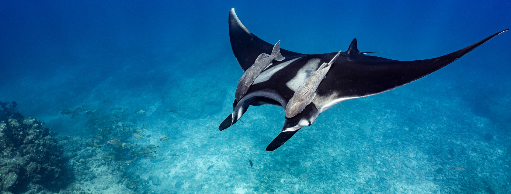 A manta ray swimming in the ocean.