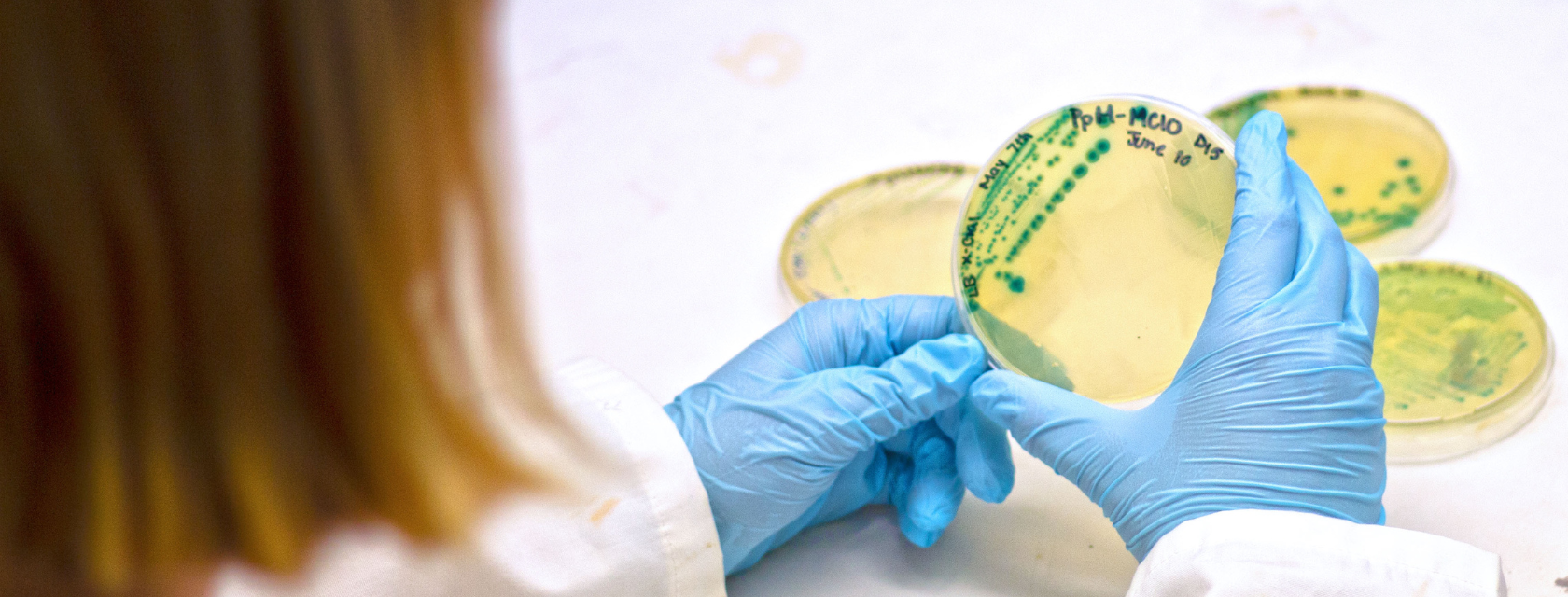 student looks at bacteria on petri dish