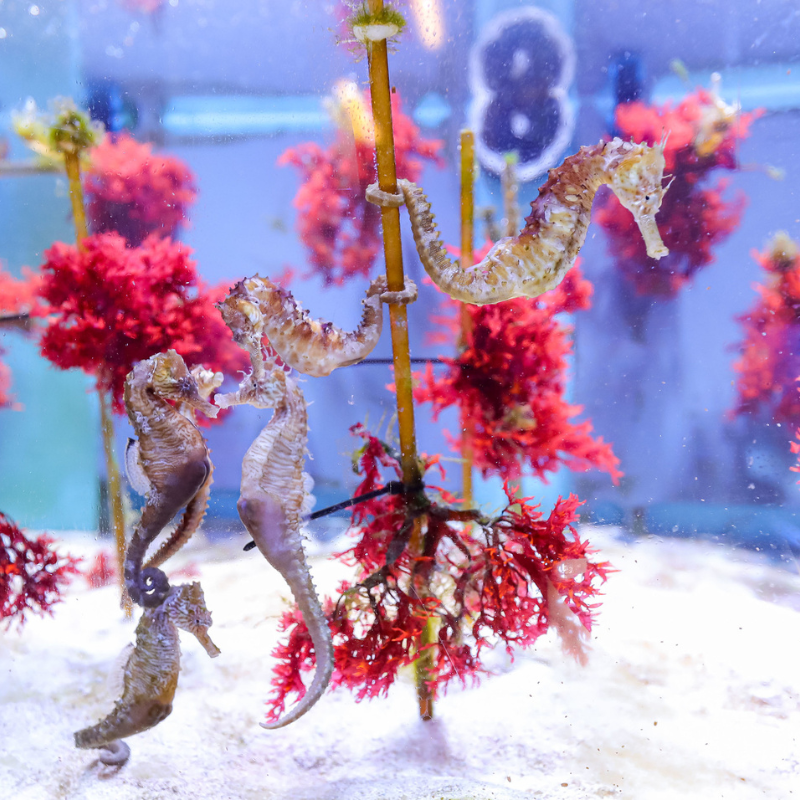 Seahorses swimming in an aquarium.