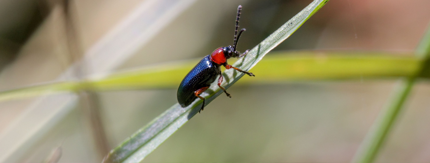 A beetle sitting on a thin grass stem.