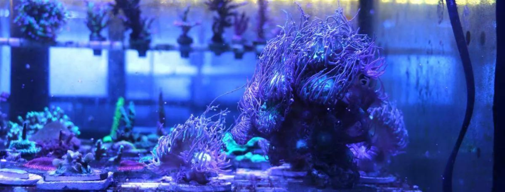 A vibrant fish tank showcasing a diverse array of colorful corals in various shapes and sizes.