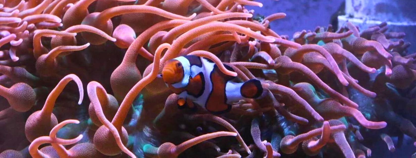 Clownfish