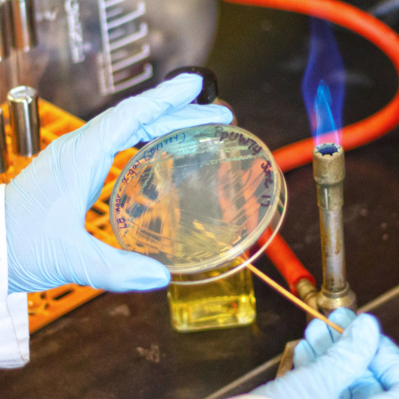 Bacterial culture on petri dish