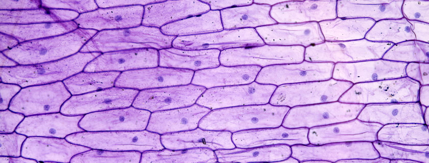 a microsopic image of plant cells