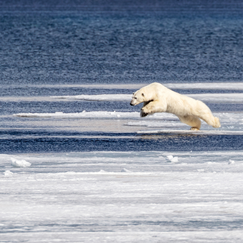 Polar bear on the ice