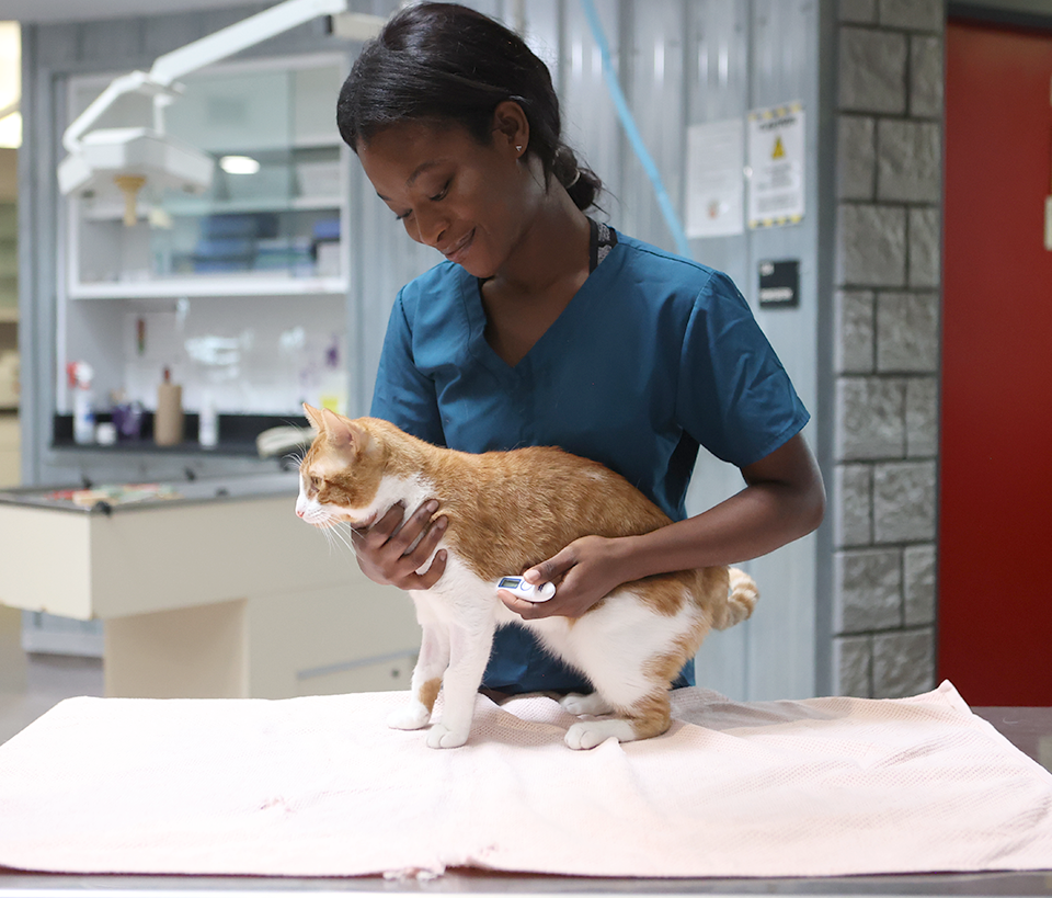 a student inspecting a cat in a vet office