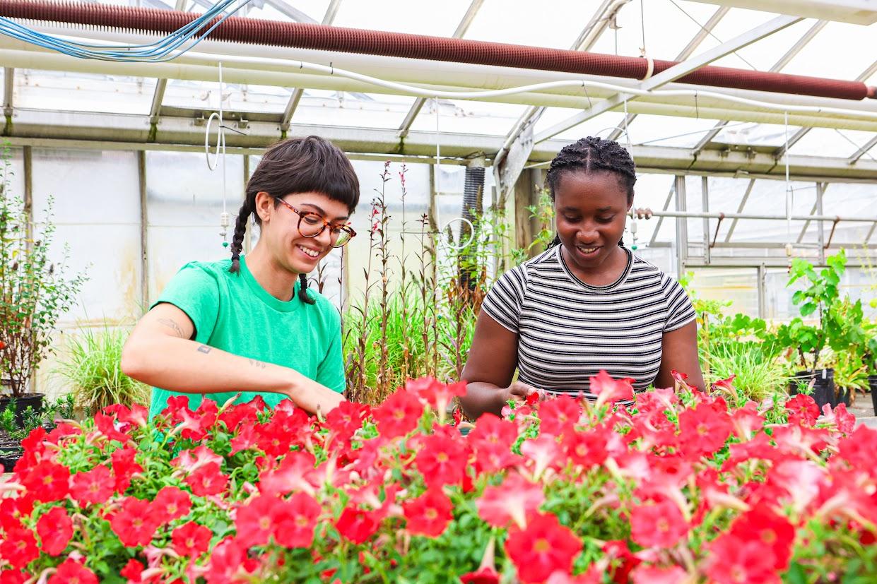 Two Ridgetown Campus students standing near baskets of flowers, closely examining the blooms. The two students are paying great attention to detail and care for the plants.