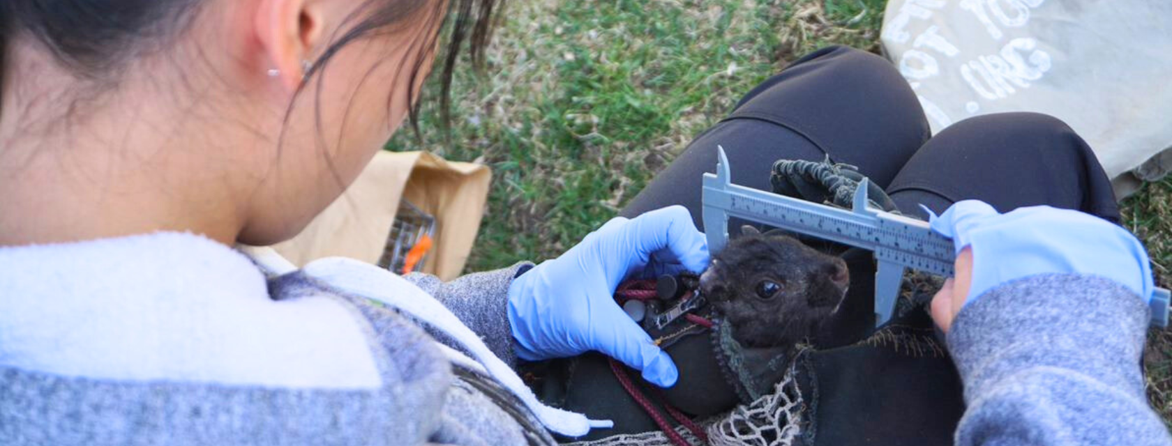 Researcher measuring squirrel