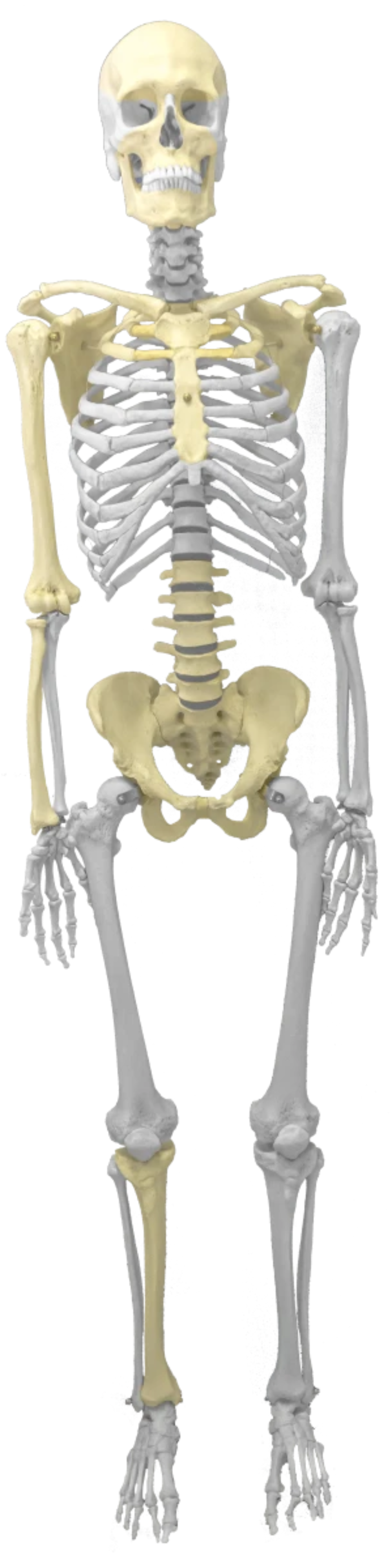 Skeleton