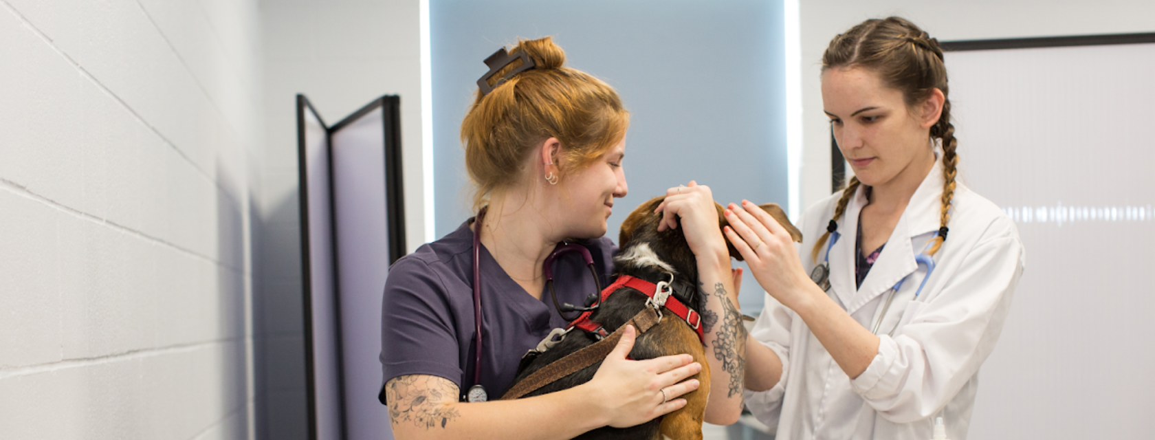 Two Ridgetown Campus veterinary professionals examine a beagle on a table in an animal care clinic.