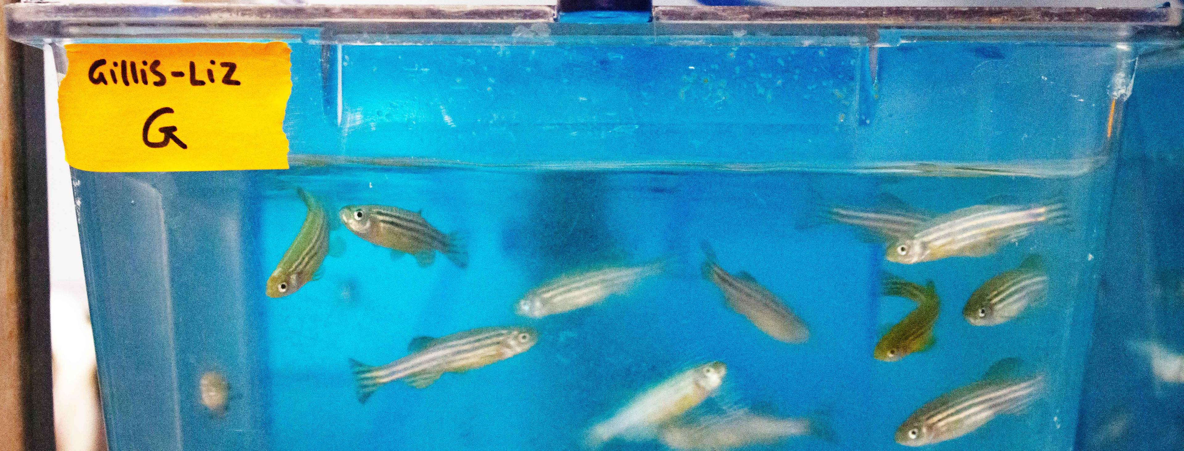 zebrafish in a tank