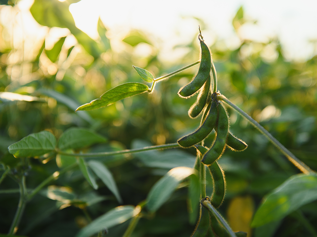 a soybean in a field