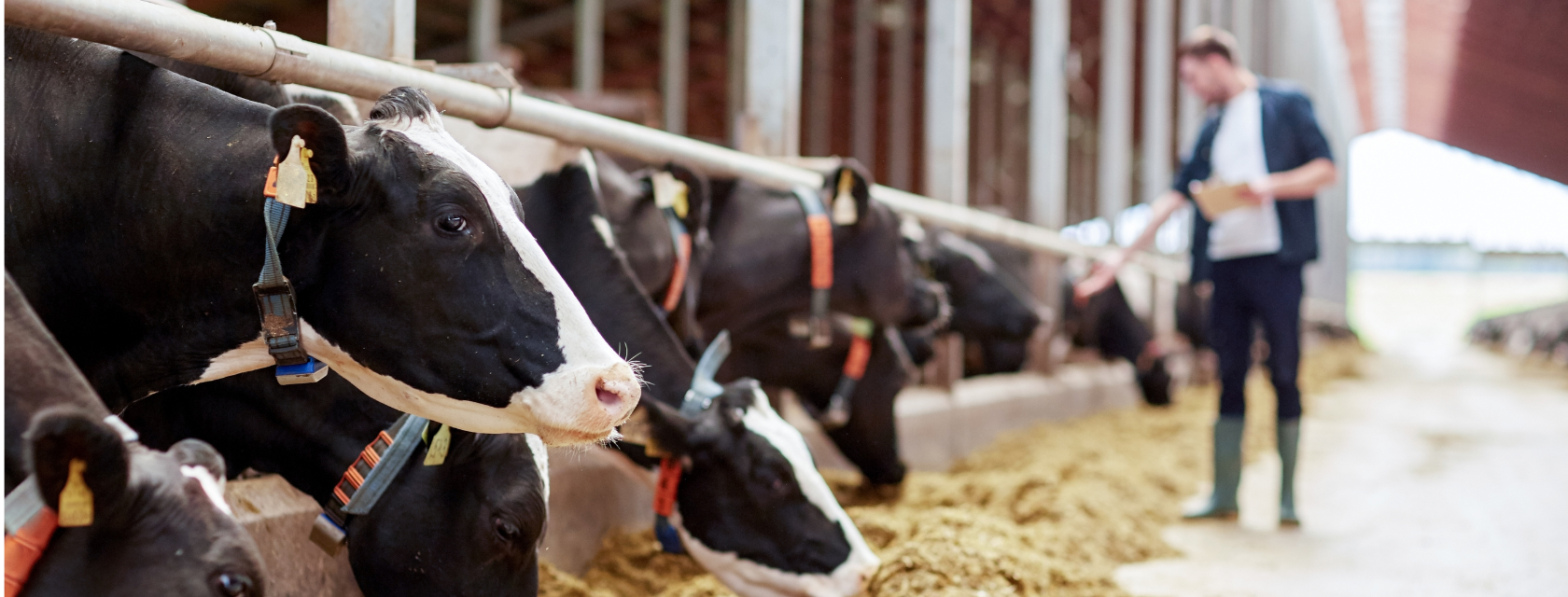 A Ridgetown Campus student walking through a dairy barn with a clip board. Dairy cows are in the foreground, sticking their heads out of stalls