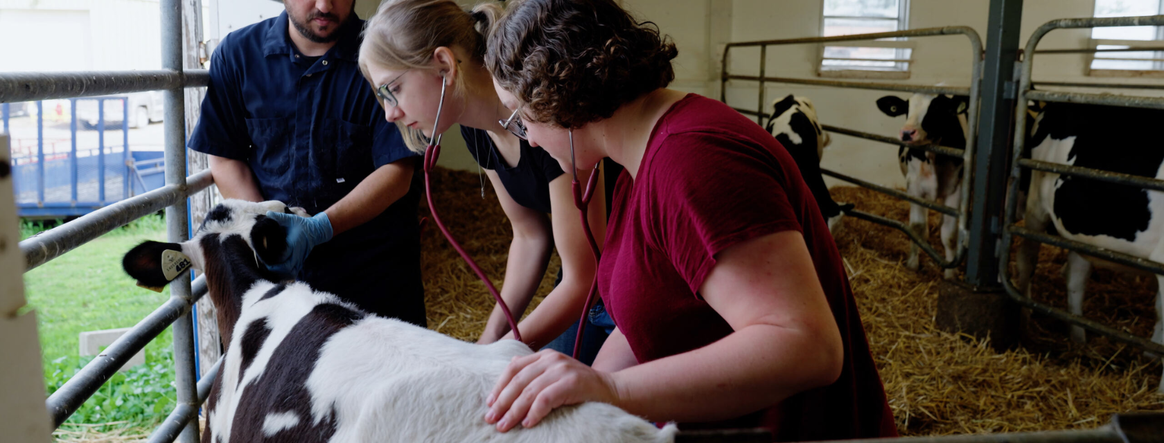 3 people examining a baby dairy cow 