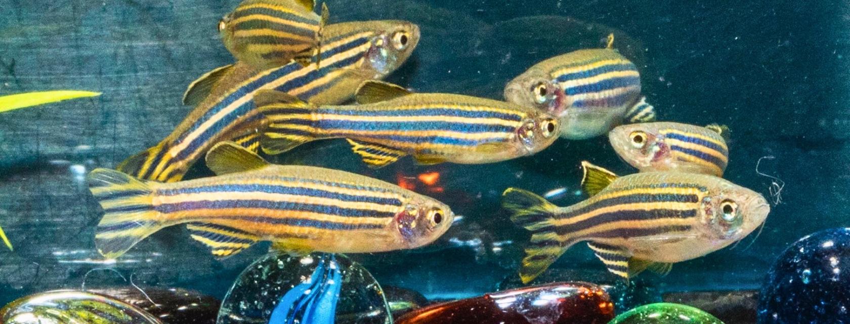 Zebrafish in a tank