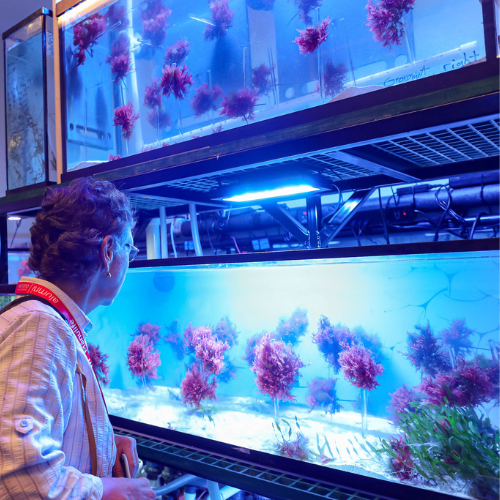 A person standing beside two aqua tanks in the Hagen Aqualab.