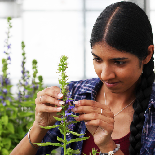 IB student studying a plant
