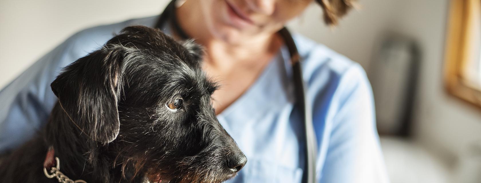 Dog with a female vet in the background.