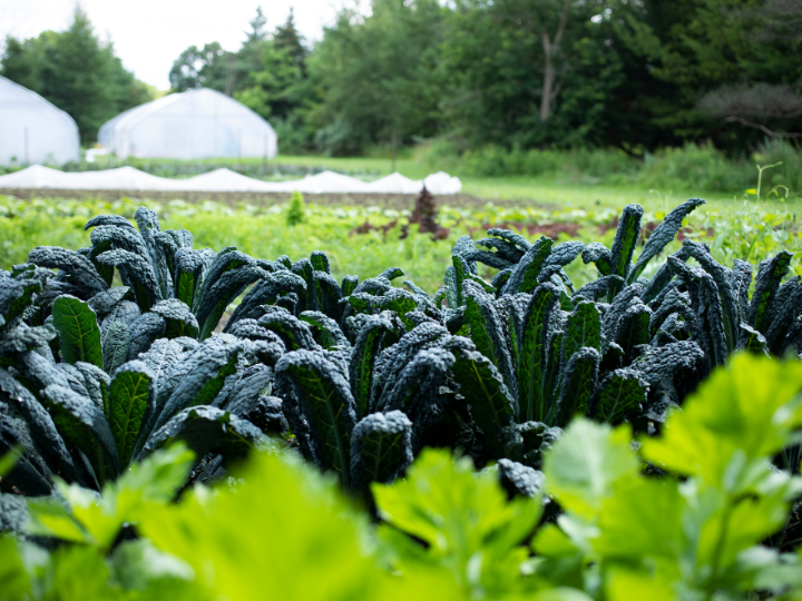 a bunch of planted lettuce and kale at a farm.