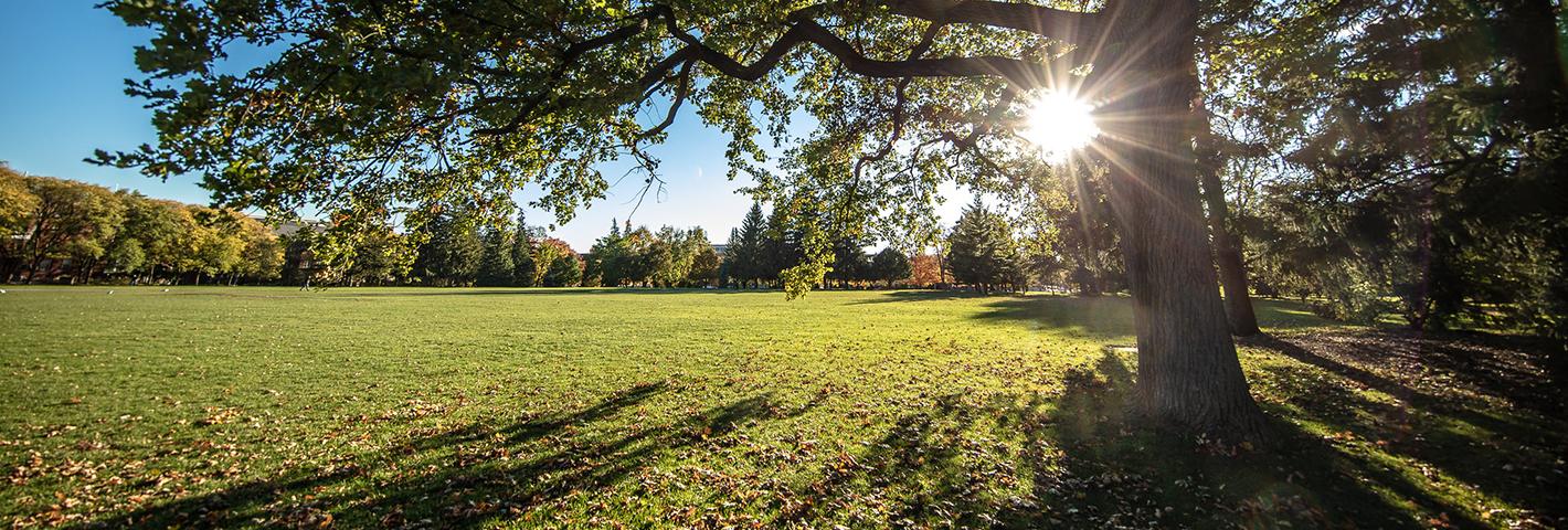 sun rising over grassy field