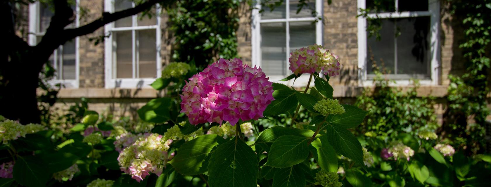 Flowers outside Day Hall.