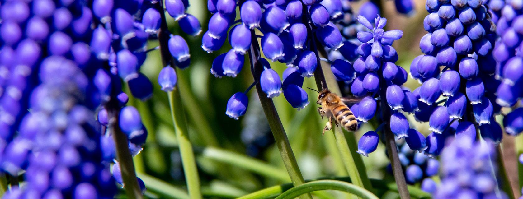 Closeup of bee feeding on purple flowers.